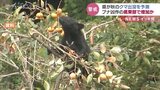 ツキノワグマ大量出没に警戒…2016年と同じくブナやミズナラが不作 特に富山県東部の平野部|TBS NEWS DIG