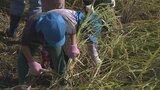 保育園児が稲の刈り取り体験 6月に田植えをした酒米の山田錦 山梨|TBS NEWS DIG