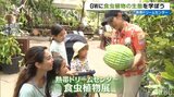 「2回触れると閉じる」不思議な食虫植物展 熱帯ドリームセンター【沖縄・本部町】|TBS NEWS DIG