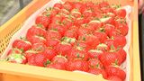 柔らかな食感・強い甘みが魅力の香川産イチゴ「さぬきひめ」出荷最盛期　ギフトにも人気　|　岡山・香川のニュース | 天気 | RSK山陽放送