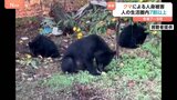 クマによる人身被害 7割以上が市街地・公園など人の生活圏で発生 今年7～9月|TBS NEWS DIG