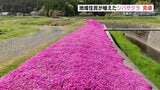 熊本地震を免れた「シバザクラ」700メートルの河川敷を彩る | 熊本のニュース|RKK NEWS|RKK熊本放送