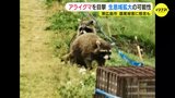 「駆除が追いつかないので困る」レンコン畑の間を歩く２頭のアライグマを目撃　農作や生態系に影響する危険も　生息域拡大の可能性も|TBS NEWS DIG