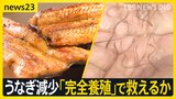うなぎ値上げ続く中の「土用の丑の日」 救世主になるか…「うなぎ完全養殖」の実用化に向けた研究の最前線を取材【news23】|TBS NEWS DIG