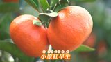 「日本一紅いミカン」香川県特産の小原紅早生の収穫が始まる 東京・大阪などに向け出荷へ【香川】|TBS NEWS DIG