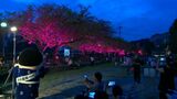 鹿児島市の甲突川「千本桜再生」プロジェクト 子どもたちに苗木贈呈 | 鹿児島のニュース|MBC NEWS|南日本放送