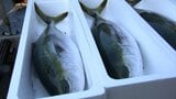 「適度な脂とコリコリ感」瀬戸内海の冬の味覚「ひけた鰤(ぶり)」の出荷が始まる【香川】 | 岡山・香川のニュース | 天気 | RSK山陽放送