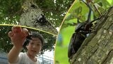 この夏で18年目を迎える夏休みの子どもたちの人気スポット「森のカブト虫館」　岩手・洋野町　|　IBC NEWS | IBC岩手放送