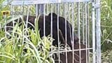 設置したイノシシ用箱わなに"クマ"1頭を捕獲し駆除　周辺では1日からクマの目撃5件　宮城・東松島市|TBS NEWS DIG