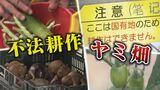 数十年の「不法耕作」が横行 名古屋・庄内川河川敷の“国有地”に広がる「ヤミ畑」の深層 なぜなくならない? | 名古屋・愛知・岐阜・三重のニュース【CBC news】 | CBC web