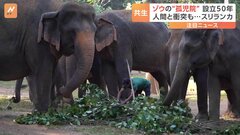 スリランカの“国の宝” 「ゾウの孤児院」が設立から50周年| TBS CROSS DIG with Bloomberg