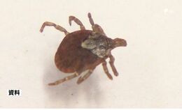 マダニによる日本紅斑熱患者 新たに3人確認 2025年の患者23人で過去最多=静岡県|TBS NEWS DIG