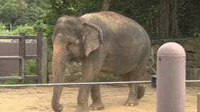 ゾウが前脚と鼻で飼育員を圧迫し肋骨など折る重傷 沖縄こどもの国で採血作業中の事故 「ゾウには全く非がない」|TBS NEWS DIG