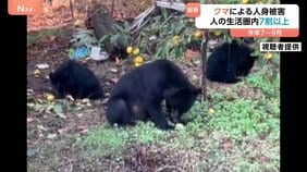 クマによる人身被害 7割以上が市街地・公園など人の生活圏で発生 今年7~9月|TBS NEWS DIG