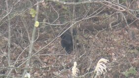 【画像】行方わからなくなるも再び姿現し...クマ1頭を緊急銃猟で駆除　柿の木を降りたり登ったり繰り返す（山形）|TBS NEWS DIG