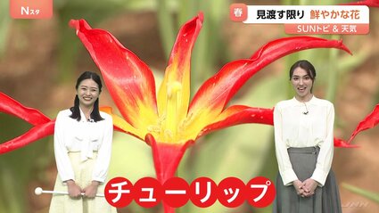 SUNトピ】“ユリのような”チューリップも 295品種・約27万本が来週