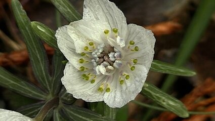 節分の時期に咲く「セツブンソウ」の開花始まる 寒波の影響で例年より2