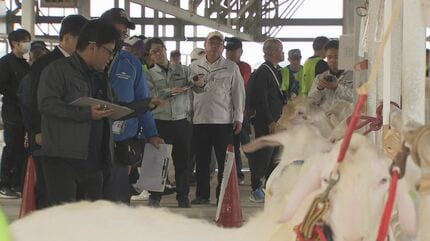 沖縄ナンバーワンの「肉用ヤギ」決まる 上位に選ばれたヤギの