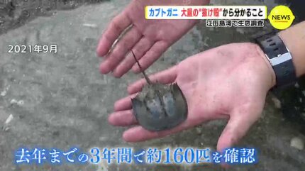 カブトガニ 大量の “抜け殻” から分かること 広島・江田島湾で生息調査