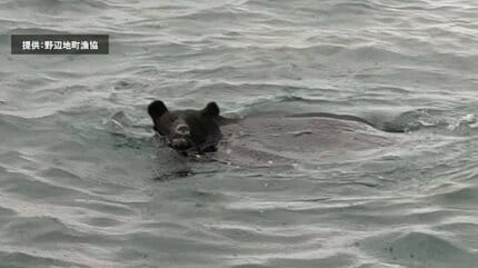 海くまページ 動画あり】「クマ」海を泳ぐ様子が撮影される 体長1.5m・体重140kgの