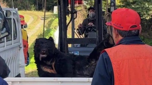 「牛舎の電気をつけたらクマが…」50代男性従業員がクマに襲われけが　2頭のうち1頭を駆除　牛に被害なし　福島・大玉村　|　福島のニュース│TUF