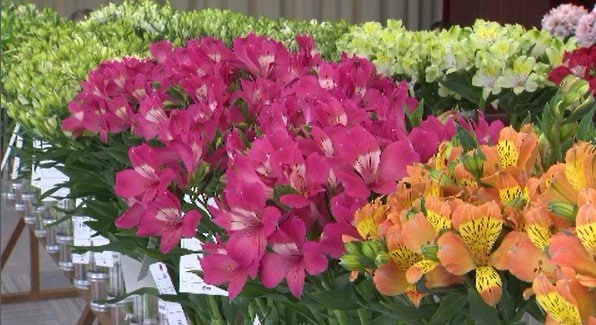 南信地域で栽培されている切り花の品評会　フラワーフェア開催　アルストロメリアなど215点が出品　長野・富士見町　|　SBC NEWS | 長野のニュース | SBC信越放送