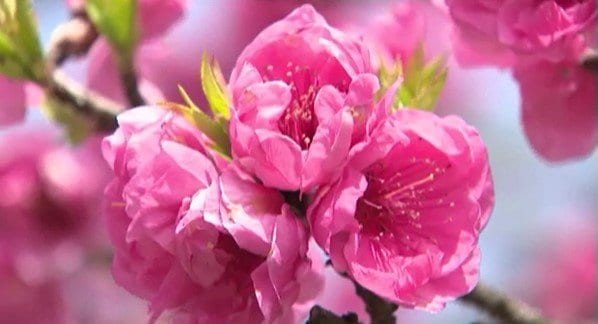 「心が晴れるくらいいい場所…」長野・上田市の山あいで約2000本のハナモモ見ごろ…40年近く前に住民が木を増やしはじめて…今では地域の名所に　|　SBC NEWS | 長野のニュース | SBC信越放送