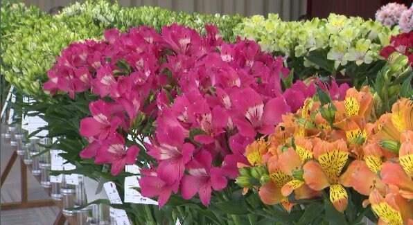 南信地域で栽培されている切り花の品評会　フラワーフェア開催　アルストロメリアなど215点が出品　長野・富士見町|TBS NEWS DIG