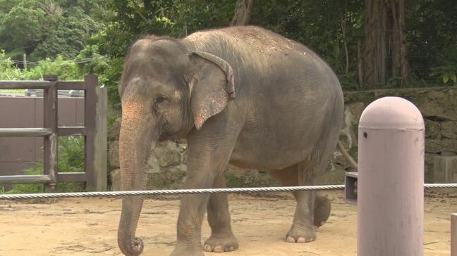 ゾウが前脚と鼻で飼育員を圧迫し肋骨など折る重傷　沖縄こどもの国で採血作業中の事故　「ゾウには全く非がない」|TBS NEWS DIG