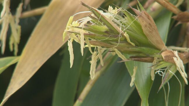 なんと120年に一度!?なぞに包まれた「黒竹」花が咲いた！「竹は花が咲かないと思っていたのでびっくり」長野市の民家|TBS NEWS DIG