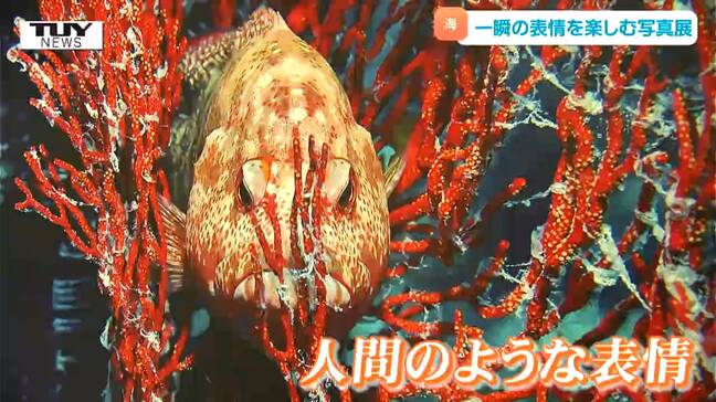 人間のような表情の魚に神秘的な風景　"海中顔面大博覧会" 始まる　その1枚の写真でしか味わえない姿が...水中写真家の第一人者が撮影（山形）|TBS NEWS DIG