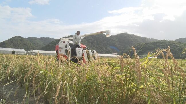 「炊きたては香り、冷めてもモチモチ」名護市羽地の田んぼで二期作米の収穫作業|TBS NEWS DIG