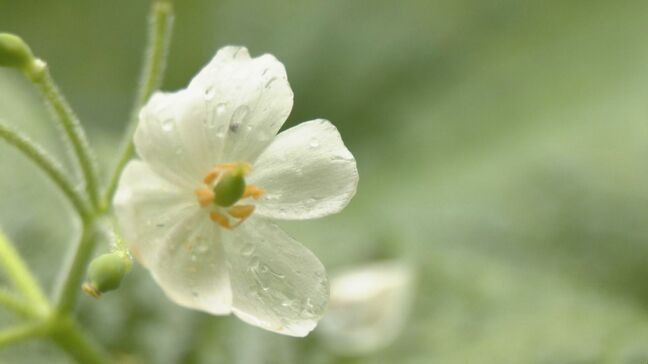 ガラス細工のような「サンカヨウ」の花が見頃  雨に濡れると透明に“スケルトンフラワー”の異名も  岐阜・高山市|TBS NEWS DIG