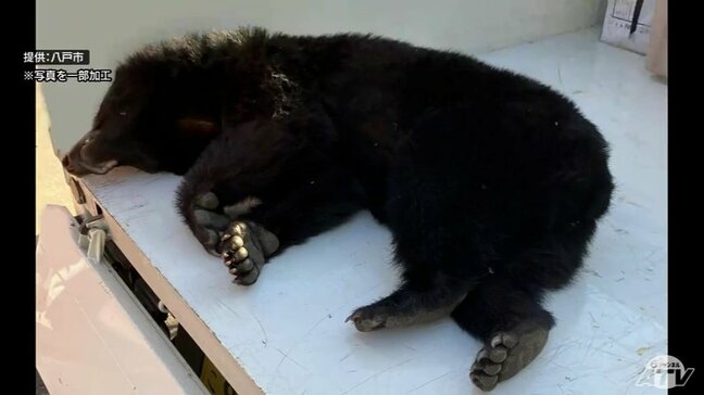 【詳報】八戸市で「クマの緊急銃猟」 メスの成獣のツキノワグマ1頭駆除も市民からは不安の声「1頭だけだといいが…」 クマの専門家は「川づたいに侵入か」 キーワードは「ウミネコのひな」|TBS NEWS DIG