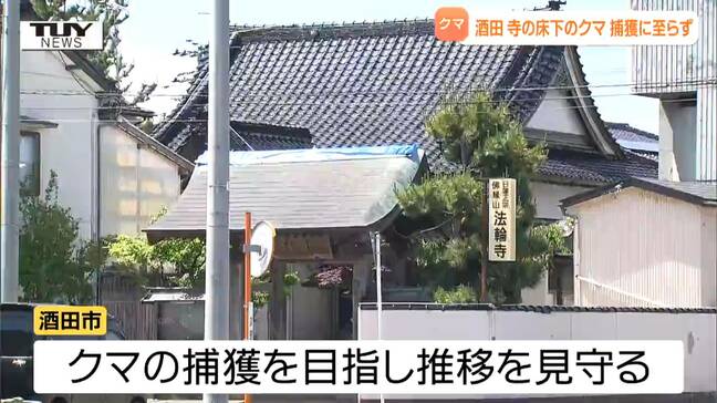 はちみつ置くもワナには入らず...寺の床下にもぐりこんだクマは未だ居座り続ける　周辺の小学校では学校関係者付き添いでの下校（山形・酒田市）|TBS NEWS DIG