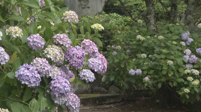 「綺麗でいいです」 “あじさい寺”=妙法寺で30種1万株のアジサイが見頃 山梨・富士川町|TBS NEWS DIG