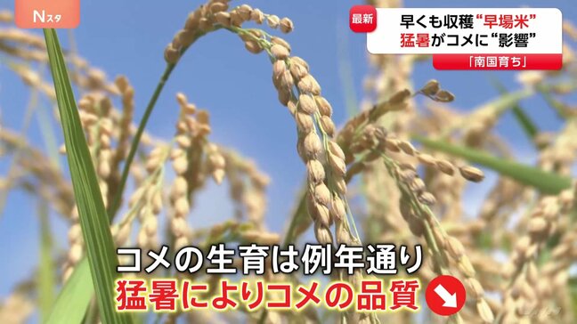 「銘柄米の価格下がってない」早くも収穫始まるコメ　消費者の納得できる価格まで下がるか|TBS NEWS DIG