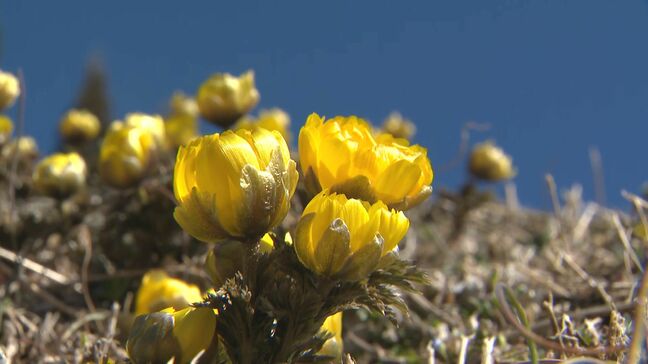 日差し浴び黄色鮮やかに　春告げるフクジュソウ　長野県辰野町で見頃に|TBS NEWS DIG