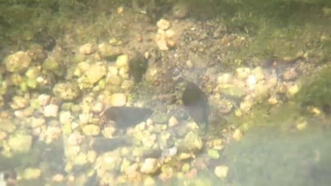 【ホタルの復活目指して】 地元有志が幼虫のえさとなるカワニナを採集 愛媛・松山市|TBS NEWS DIG