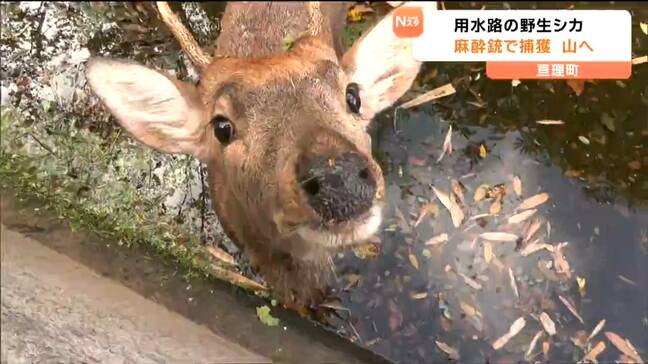 用水路に迷い込んだ“シカ”　麻酔銃で無事捕獲され1か月ぶりに山へ戻る　宮城・亘理町|TBS NEWS DIG