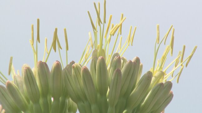 パークプレイス大分で幻の花「リュウゼツラン」が開花！　開業23年目で初|TBS NEWS DIG