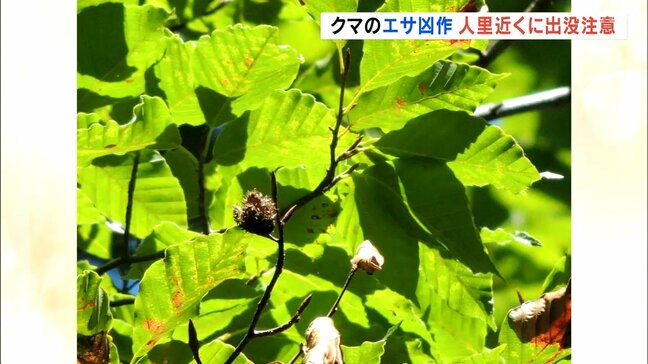 クマのエサの木の実が 「凶作」夏に雨少なく実り悪い…人里近くの出没に注意　福島|TBS NEWS DIG