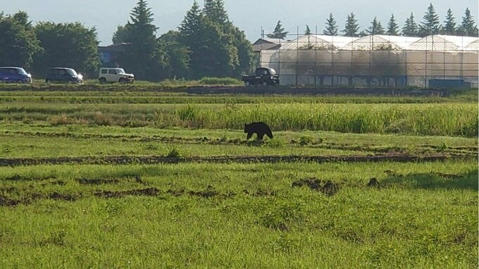【続報】早朝にクマ連続目撃、市が緊急銃猟で駆除　一時周辺に交通規制（山形・南陽市）|TBS NEWS DIG