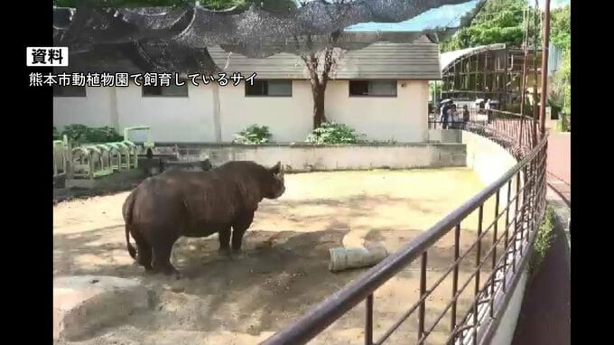 【速報】サイに襲われ飼育員けが　頭から出血し病院搬送　繁殖のためオスメスを引き合わせる準備中　熊本市動植物園|TBS NEWS DIG