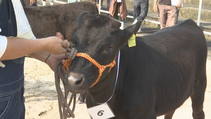 ”和牛のオリンピック”で肉質日本一の島根県　連覇目指し「しまね和牛」ブランド知名度アップへ…子牛の品評会開催　|　BSSニュース | BSS山陰放送