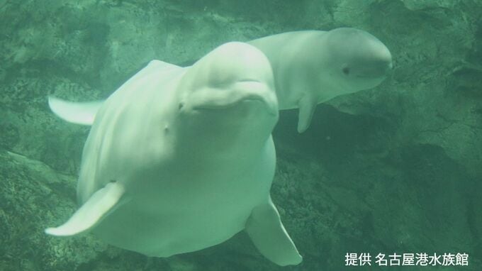 ｢ベルーガ｣の赤ちゃん誕生 お母さんにぴったり寄り添って… 水族館で生まれたベルーガの出産成功は国内初 体長推定155センチのオス 名古屋港水族館　|　名古屋・愛知・岐阜・三重のニュース【CBC news】 | CBC web