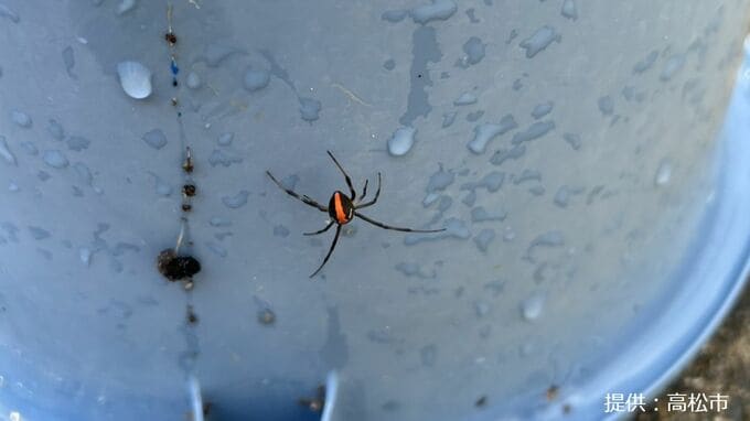 中学校でセアカゴケグモ見つかる　運動場トイレに10数匹　咬まれるなどの被害はなし【香川】　|　岡山・香川のニュース | 天気 | RSK山陽放送