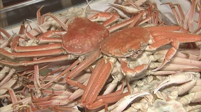 北海道で大量発生「オオズワイガニ」　鳥取の飲食店が500杯仕入れて2200円で販売開始　夏の「カニエアポケット」目玉になれるか|TBS NEWS DIG