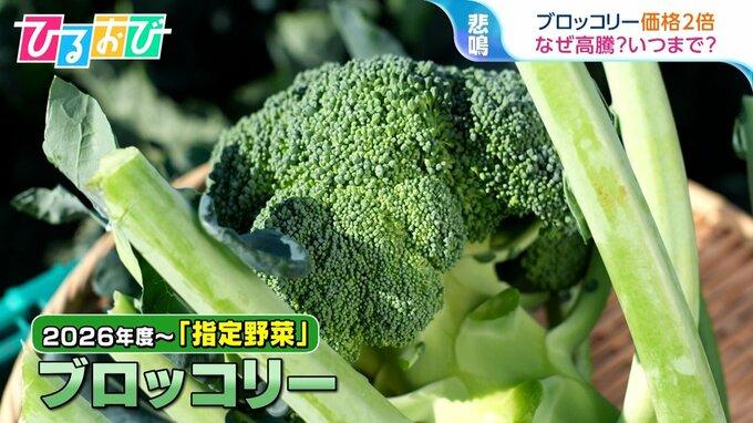 「震えながら買ってる」“ブロッコリー”1株300円超えも　価格高騰いつまで【ひるおび】|TBS NEWS DIG