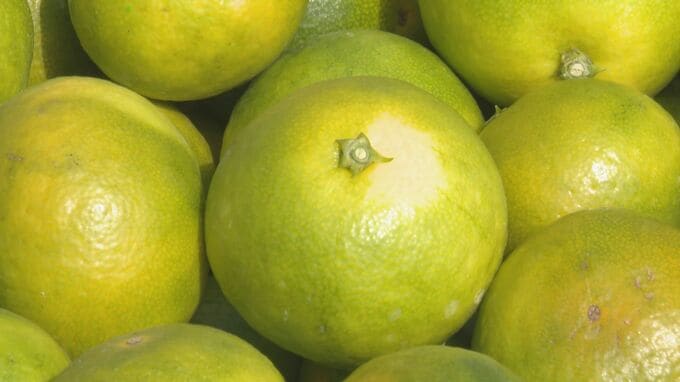 「男性が木に引っかかっている」ミカンの木に逆さ吊りになっていた高齢の男性が死亡　木から転落する際に足を引っかけたか|TBS NEWS DIG